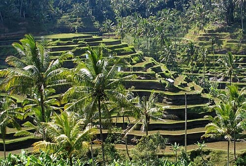 Bali 2