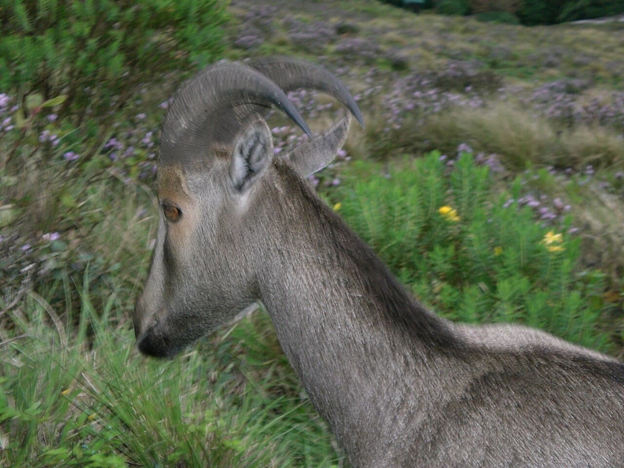 Munnar 3